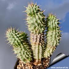 Image result for Hoodia