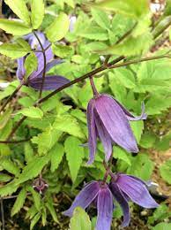 Check spelling or type a new query. Clematis Macropetala Blue Bird At Digging Dog Nursery
