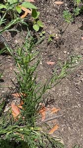 Image result for Erigeron bonariensis