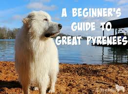 Dog is a pomeranian, pure bred i think. Great Pyrenees Info A Beginner S Guide It S Dog Or Nothing