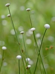 Image result for Eriocaulon deightonii