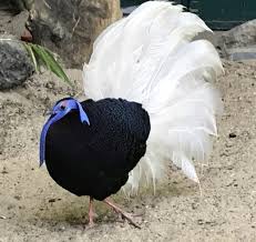 Pin By Tekin Acar On Kuslae In 2020 Pet Birds Nature Birds Animals