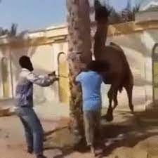 Winds blow sand all around, so a camel has long eyelashes. Camel Throws Man Gif On Imgur