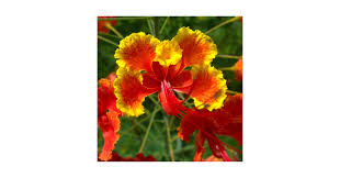 Image result for Caesalpinia rubra