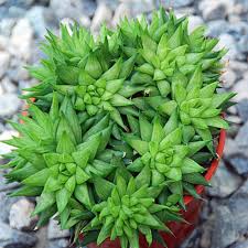 忘れていませんか 多肉植物に日光がとても大切 ひとはなノート