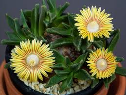 Image result for Nananthus vittatus