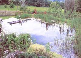 This plunge pool is 6m by 8m in total with a 2m deep swimming zone of 4m by 2m. How To Build A Natural Swimming Pool Mother Earth News