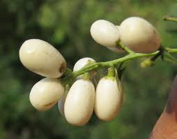 Parijata, also known as shephalika or shephali or shiuli in bengali, and queen of the night or night jasmine in english. Night Blooming Jasmine Facts And Health Benefits