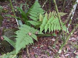 Image result for Ctenitis