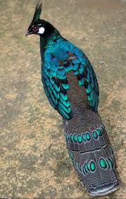 Pin By Neslihan Bulut On Muhtesem Canlilar In 2020 Beautiful Birds Pet Birds Colorful Birds