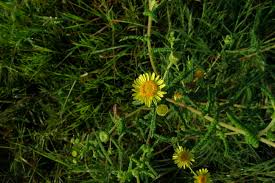 Image result for Pentanema indicum