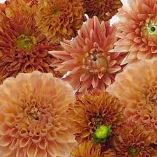 Look fantastic in beds, borders and pots easy to grow, attracts pollinators and make great cut flowers! Dahlias 5 Bunch 50 Stems Oranges Wholesale Blooms By The Box