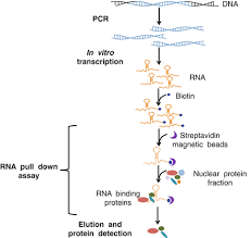 Identification Of Rna Protein Interactions Through In Vitro Rna Pull Down Assays Springerlink