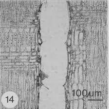 Image result for Brachystegia spiciformis × microphylla