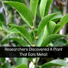 Image result for Rinorea