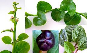 Image result for Basellaceae