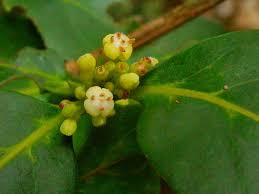 Image result for Pyrostria bibracteata