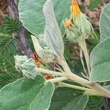 Image result for Melhania acuminata