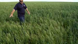 They are commonly known as bromes, brome grasses, cheat grasses or chess grasses. Brome Grass Management In Cereal Crops Youtube