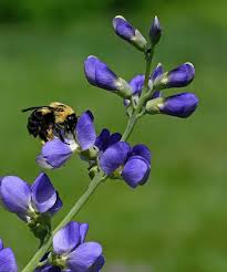 Image result for Indigofera baumiana