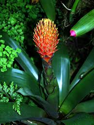 Utile da tenere in casa perché pulisce l'aria da inquinanti. Guzmania Conifera Wikipedia