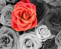 Online provides ai colorization technology to help you to restore old photo and convert b&w pictures to color. Black And White Images Of Flowers 29 Background Wallpaper Black And White Colored 1280x1024 Wallpaper Teahub Io
