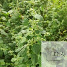 Image result for Mesosphaerum suaveolens