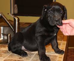 … is a cute cane corso puppy with an outgoing personality. Cane Corso Male And Female Puppies For Sale Philadelphia For Sale Philadelphia Pets Dogs