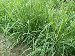 Image result for Setaria sphacelata