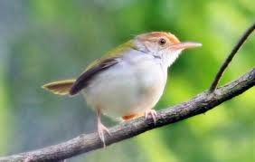 List download lagu mp3 suara cici merah betina gratis dan streaming lagu terbaru suara cici . Download Suara Burung Ciblek Betina Untuk Pemikat Pengicau Net