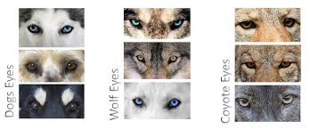 Difference Between Dog Wolf Jackal Coyote And Fox Dog Eyes Puli Dog Wolf Eyes