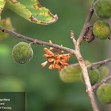 Image result for Broussonetia