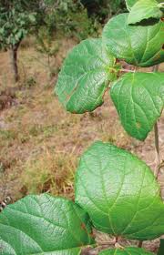 Image result for Rhoicissus tridentata