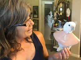 Las Vegas Valley group helps ensure parrots' long lives are fulfilling