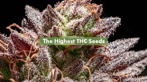 The 15 Highest Thc Seeds Available For Sale 10buds