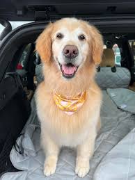 Mia's last day : r/goldenretrievers