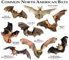 Common Bats Of North America Poster Print Bat Photos Bat