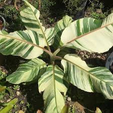 Image result for Musa sp. (Ornamental bananas)