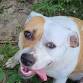 Topeka Clinic — The Street Dog Coalition