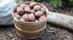 Proper curing all begins at harvest time. How To Store Potatoes Long Term Or Short Term Storage Homestead Acres