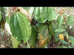 Para Que Serve O Remédio Canela De Velho Canela De Velho Um Santo Remedio Miconia Albicans Folhas De Plantas Canela De Velho Plantas Medicinais