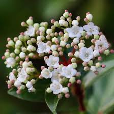 Check out their videos, sign up to chat, and join their community. Bol Com Sneeuwbal Viburnum Tinus Op Stam 45cm Hoog Potmaat O14cm