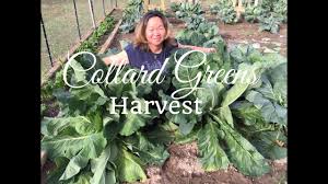 If you want to get a jump on the season, start seeds four to six weeks before the last frost date in your area so they can be planted two to three weeks later. How To Grow Collard Greens Huge Harvest Youtube