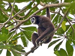 Image result for Hylebates cordatus