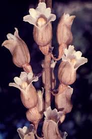 Image result for Gastrodia ballii