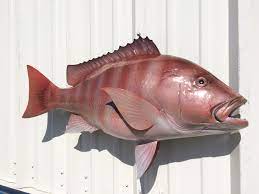 Red Snapper May Be Protected Offshore On The East Coast Of Florida But That Doesn T Mean That You Can T Remember Your Trip With Thi Fish Mount Fish Mounts Fish
