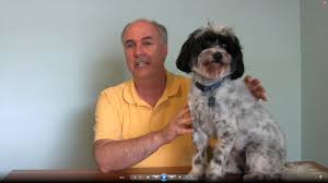 We were introduced to the great breed of the havanese, when we were looking for a pet. Havallon Mixed Havanese And Papillon Youtube
