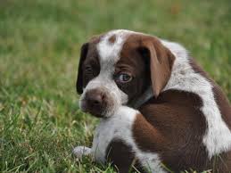 Maybe you would like to learn more about one of these? Beagle Mix Puppy For Sale In Unadilla New York Classified Americanlisted Com