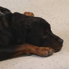 Check spelling or type a new query. Shopping In Maine Where Your Pets Are And Aren T Allowed Wgme