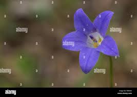 Image result for Wahlenbergia virgata